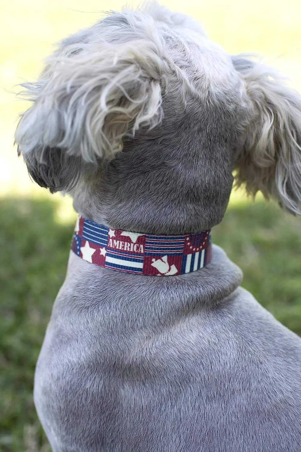 Country Brook Petz - Premium Spirit of '76 Dog Collar and Leash - Americana Collection Featuring Patriotic Designs (1 Inch, Medium)
