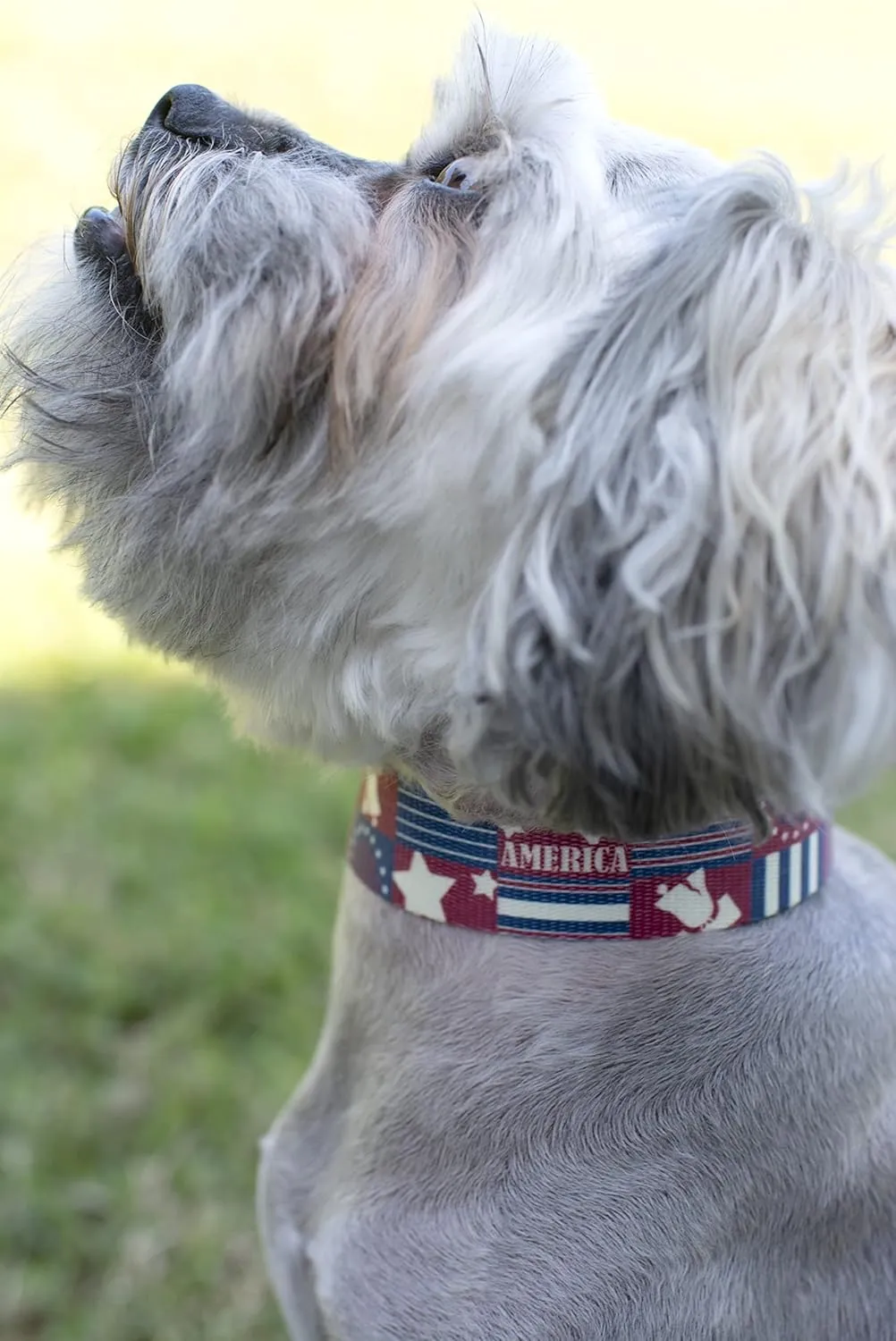 Country Brook Petz - Premium Spirit of '76 Dog Collar and Leash - Americana Collection Featuring Patriotic Designs (1 Inch, Medium)